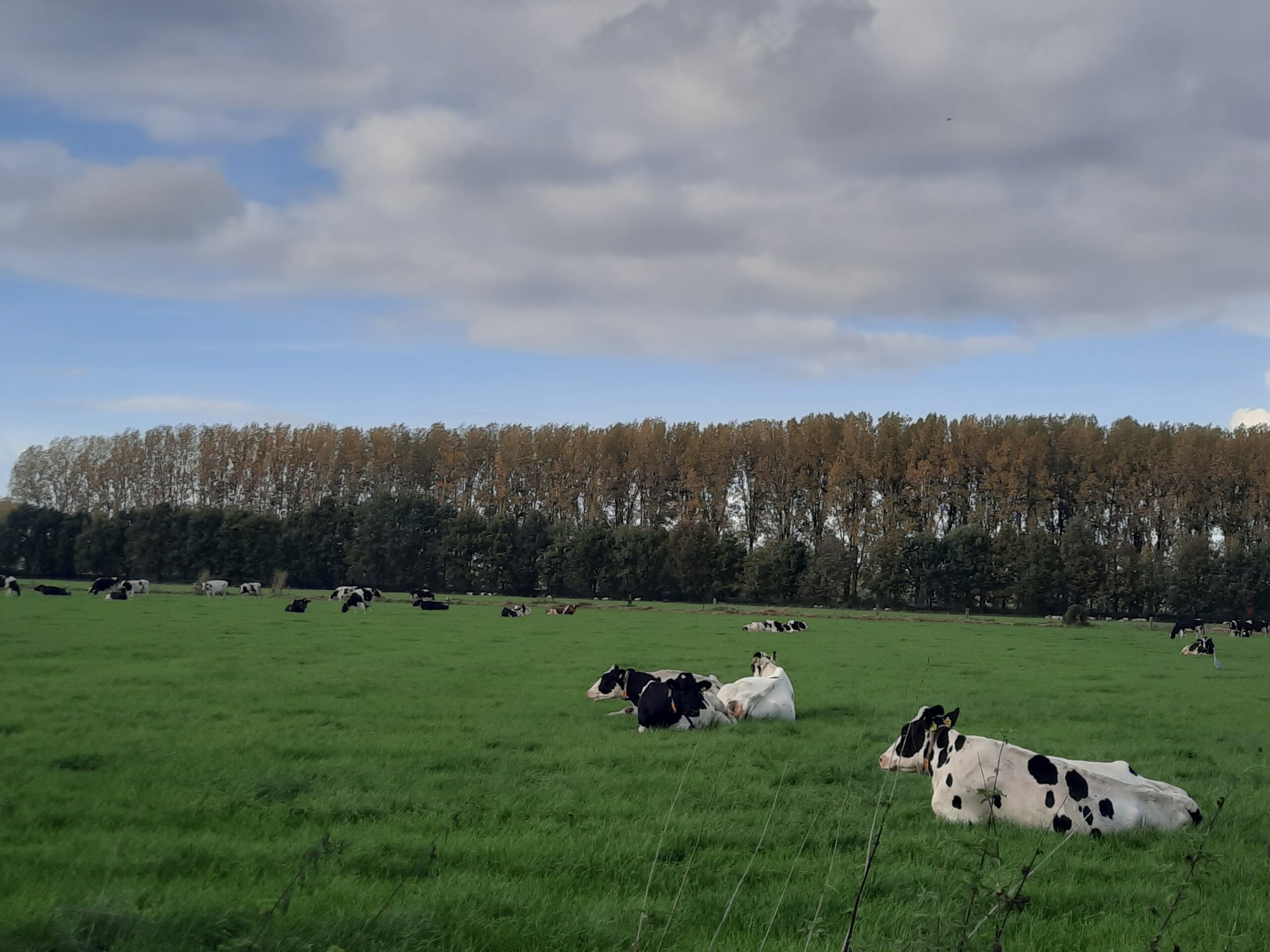 Koeien in Marienwaerdt